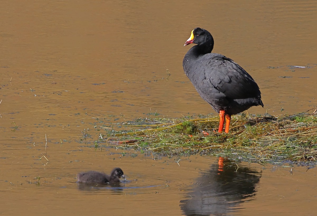 Giant Coot - ML620012524
