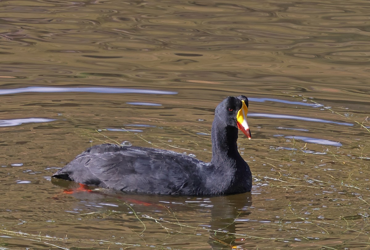 Giant Coot - ML620012529