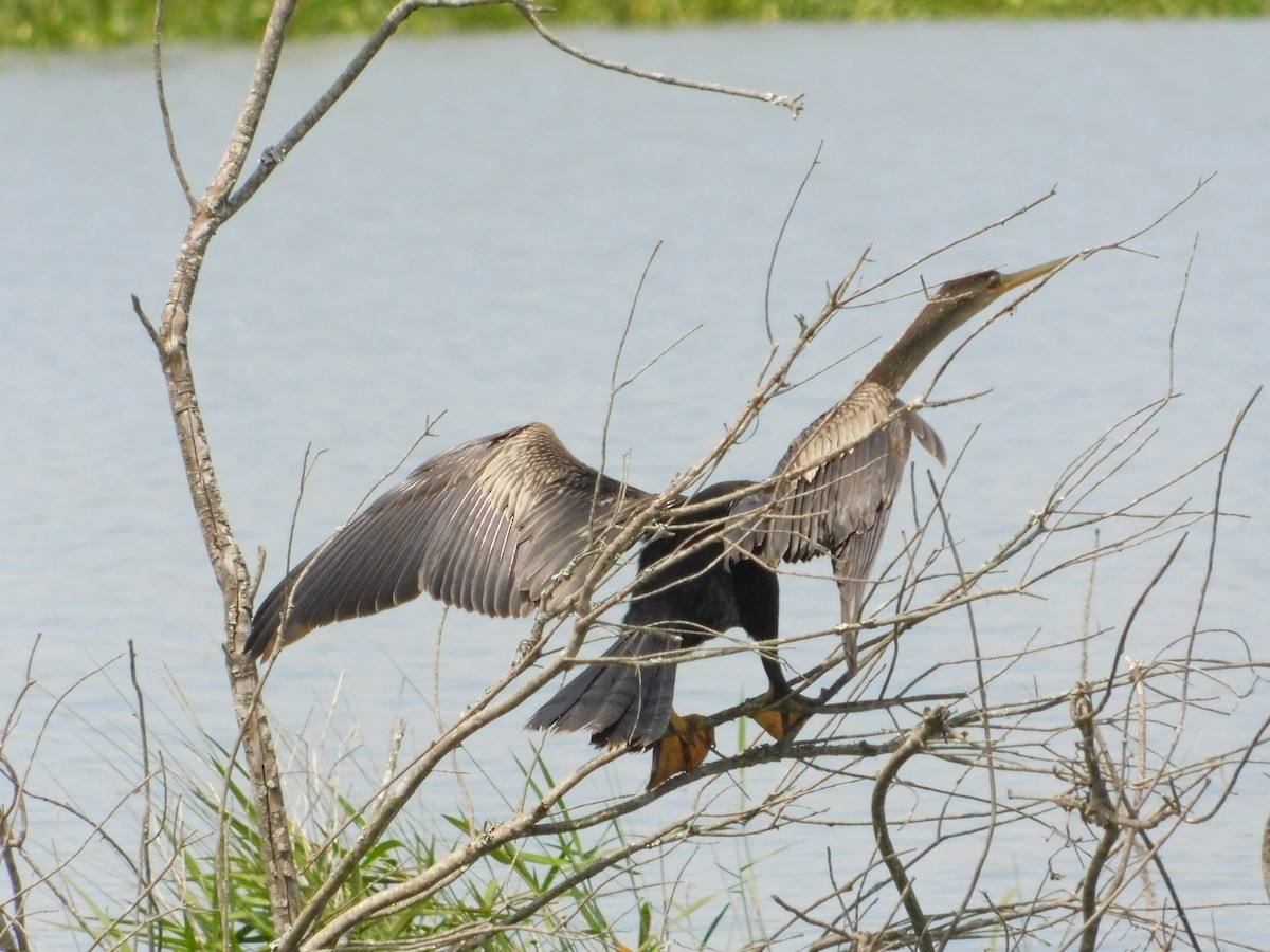 Amerika-Schlangenhalsvogel - ML620012534