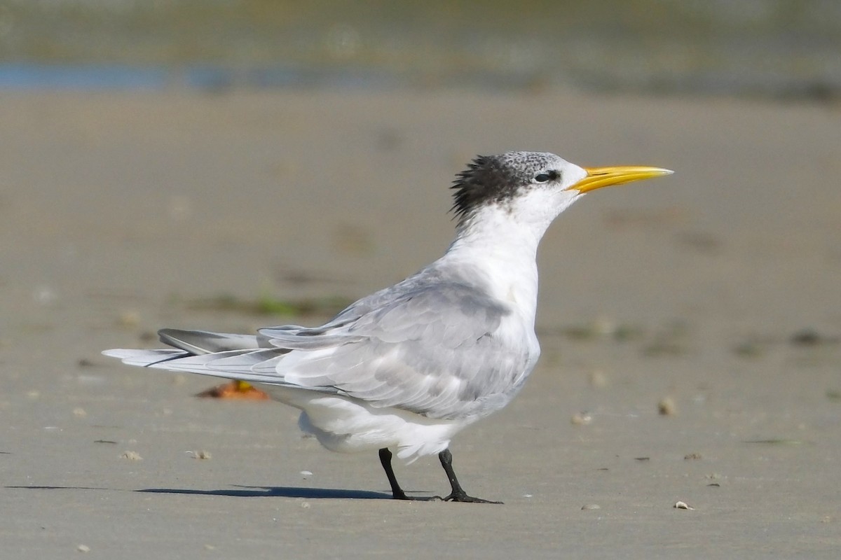 Great Crested Tern - ML620012536