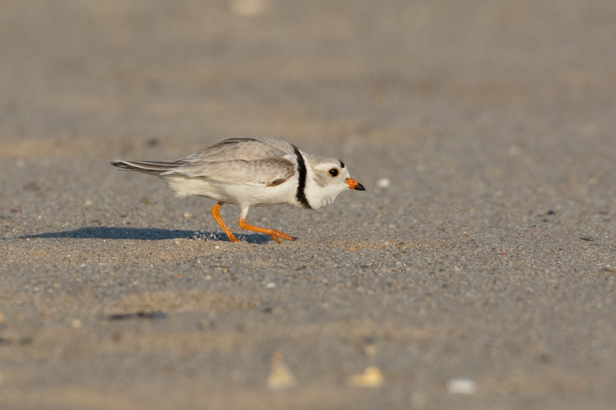 Piping Plover - ML620012538