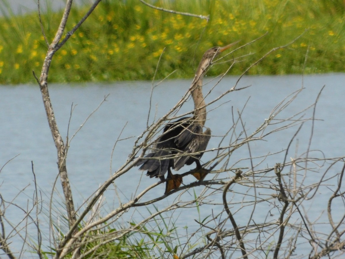 Amerika-Schlangenhalsvogel - ML620012540