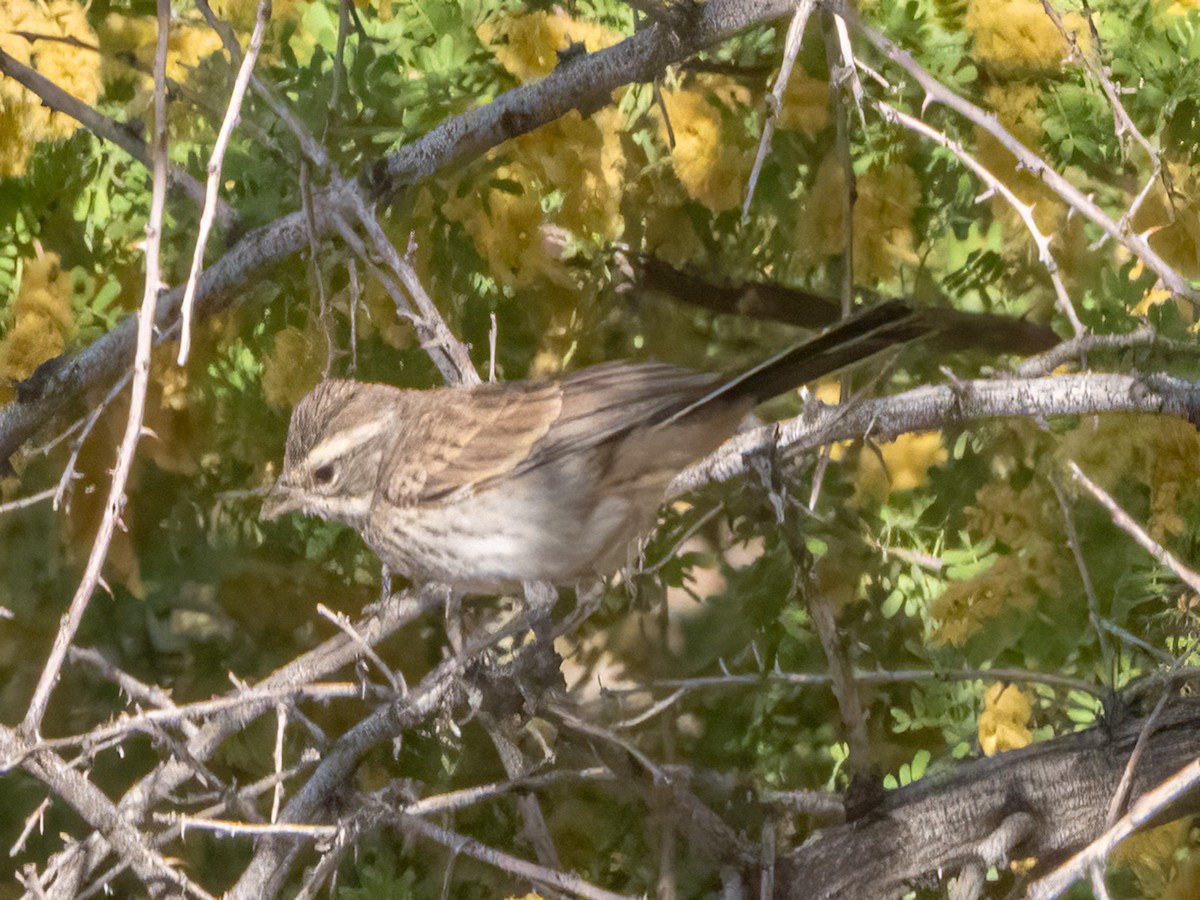 Black-throated Sparrow - ML620012544