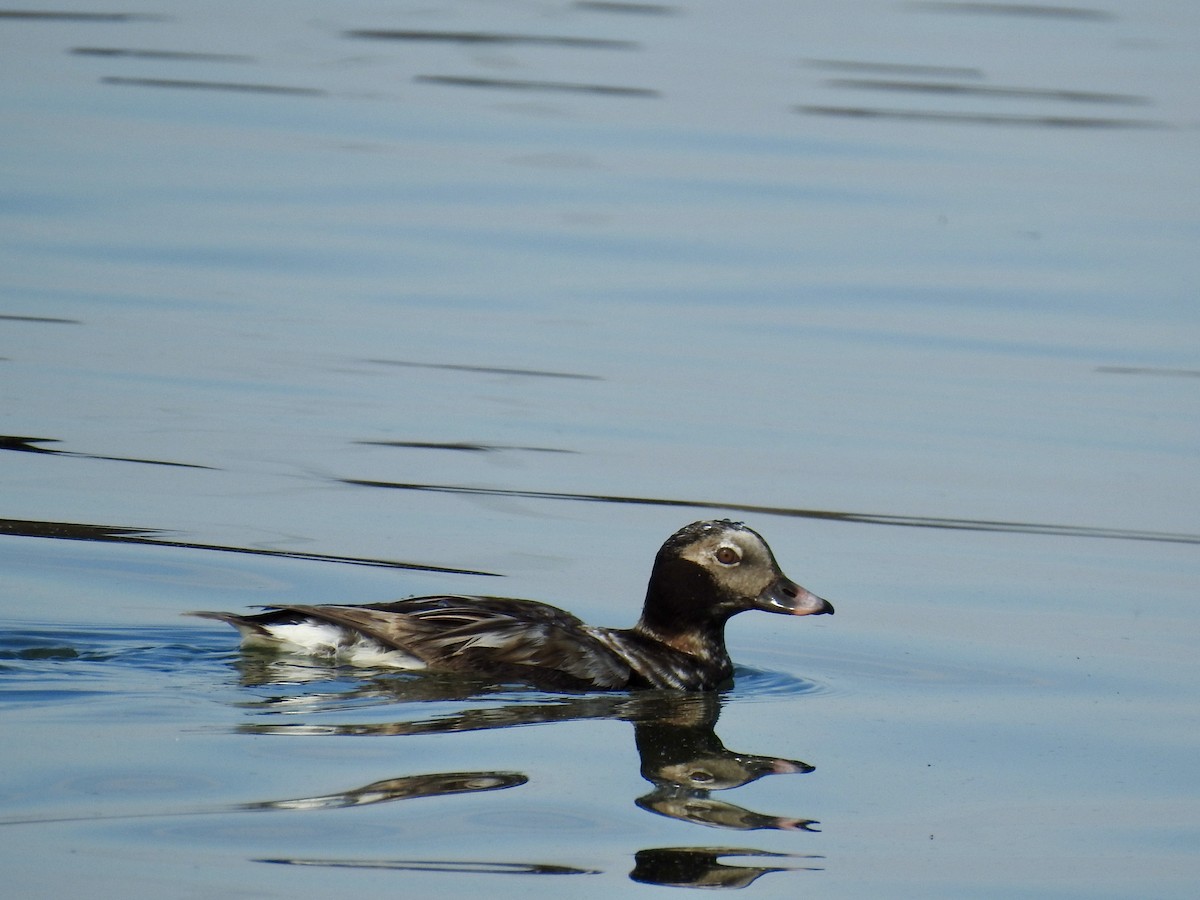 Long-tailed Duck - ML620012547