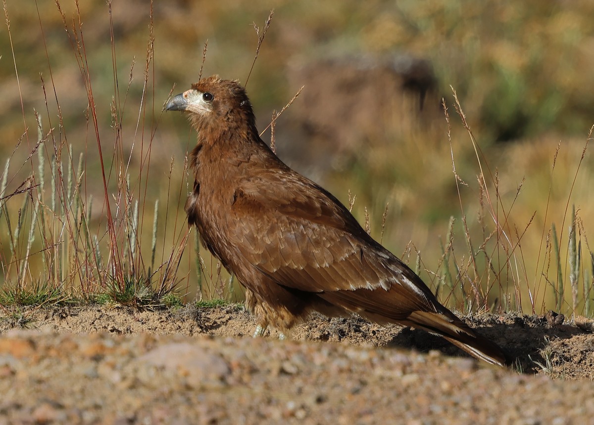 Mountain Caracara - ML620012548