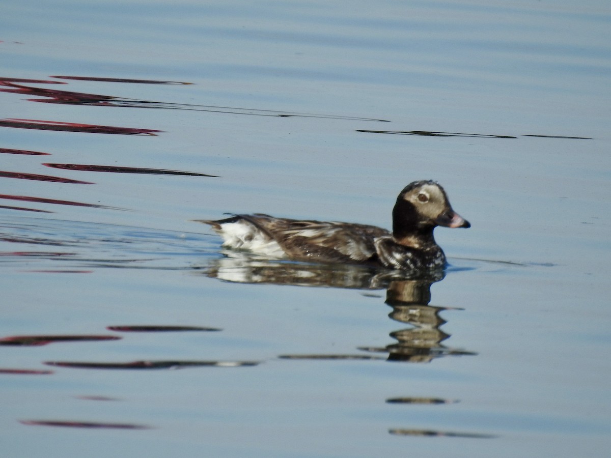 Long-tailed Duck - ML620012549