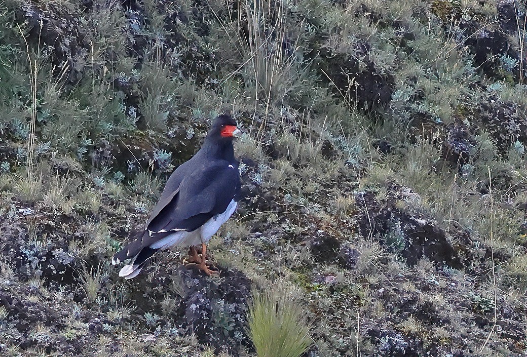 Mountain Caracara - ML620012554