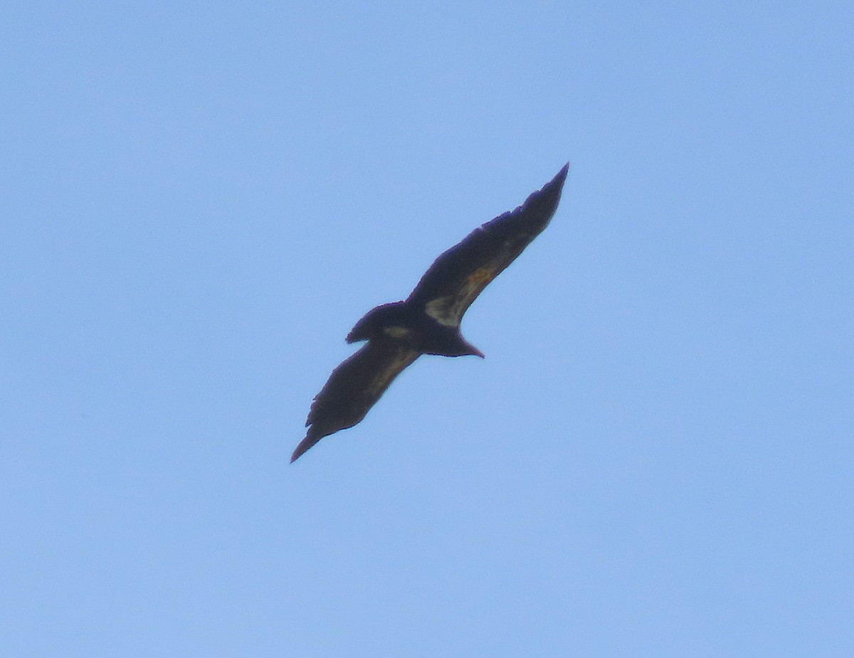 California Condor - ML620012561