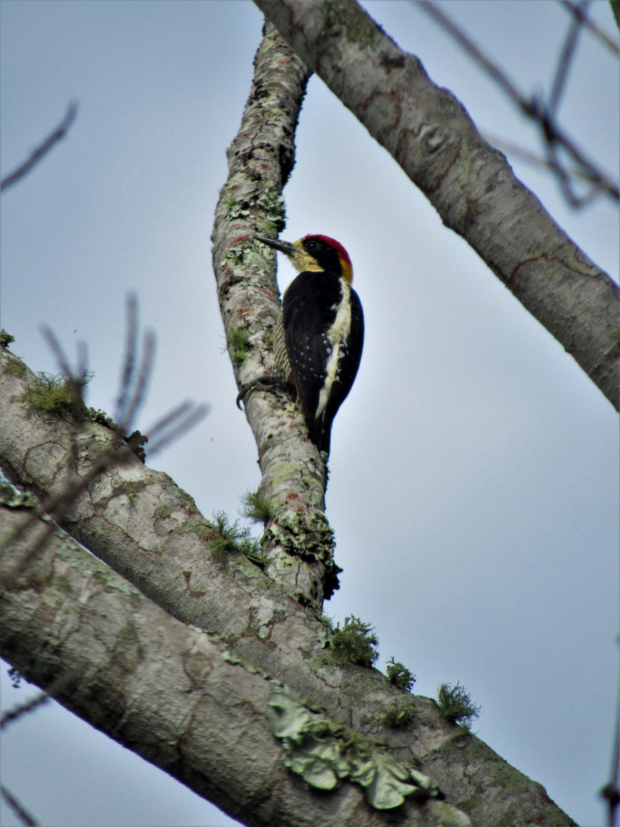 Beautiful Woodpecker - ML620012574