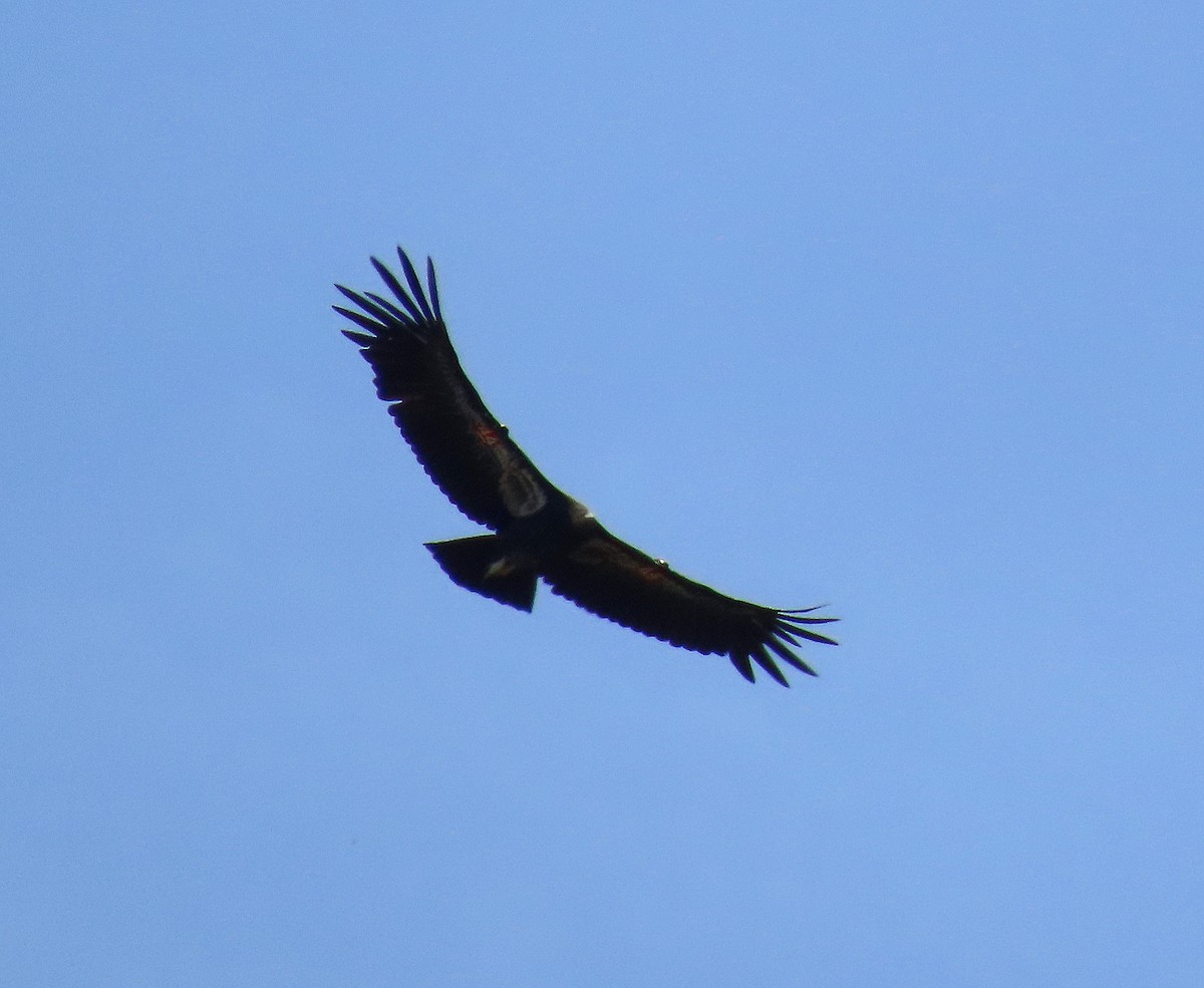 California Condor - ML620012575
