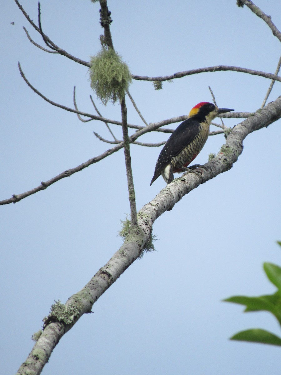Beautiful Woodpecker - ML620012584