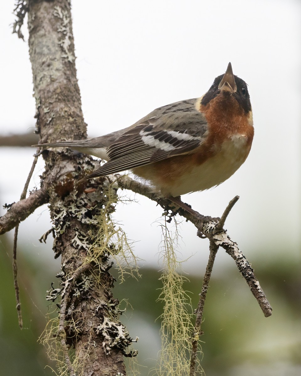 Bay-breasted Warbler - ML620012586