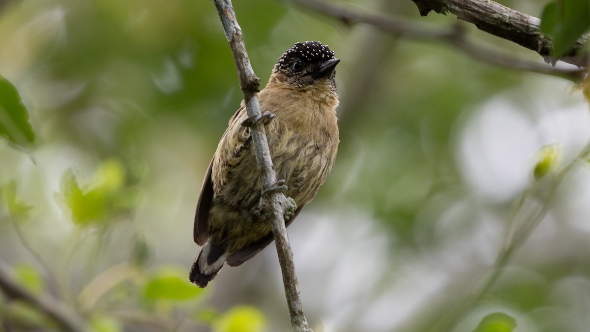 Olivaceous Piculet - ML620012600