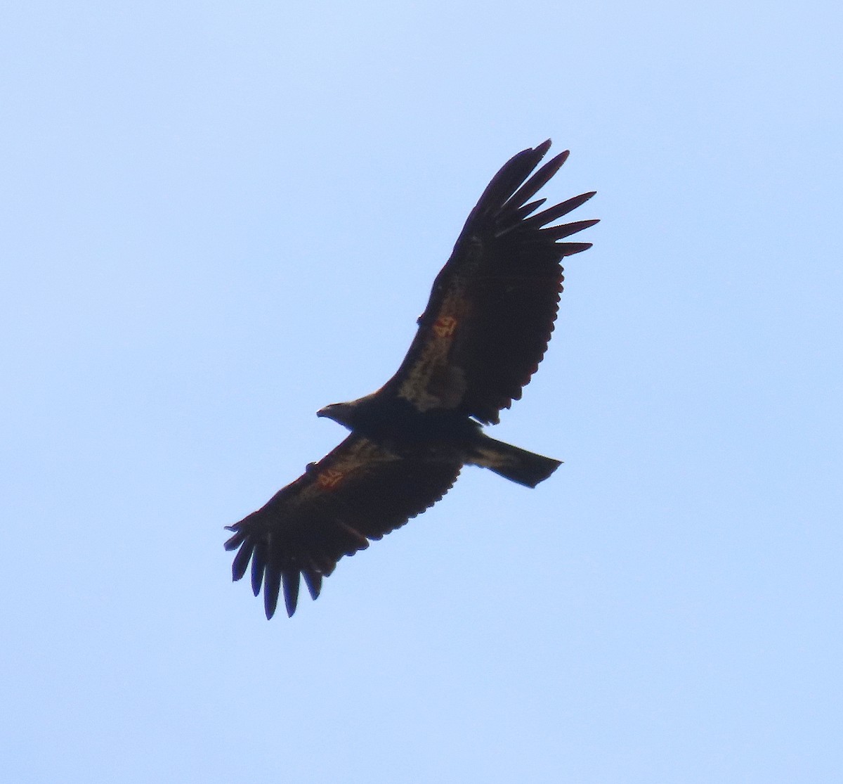 California Condor - ML620012604