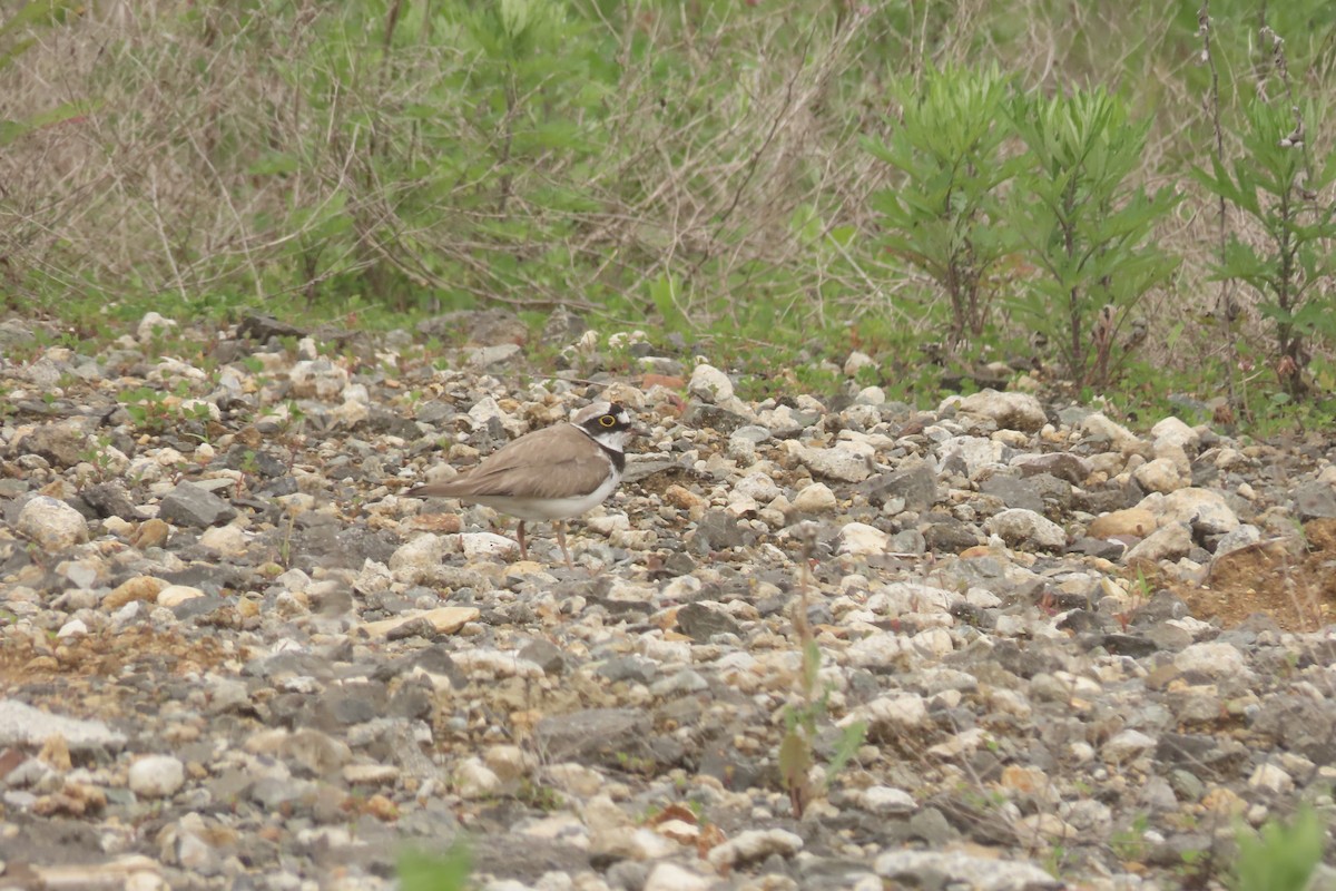 Little Ringed Plover - ML620012606