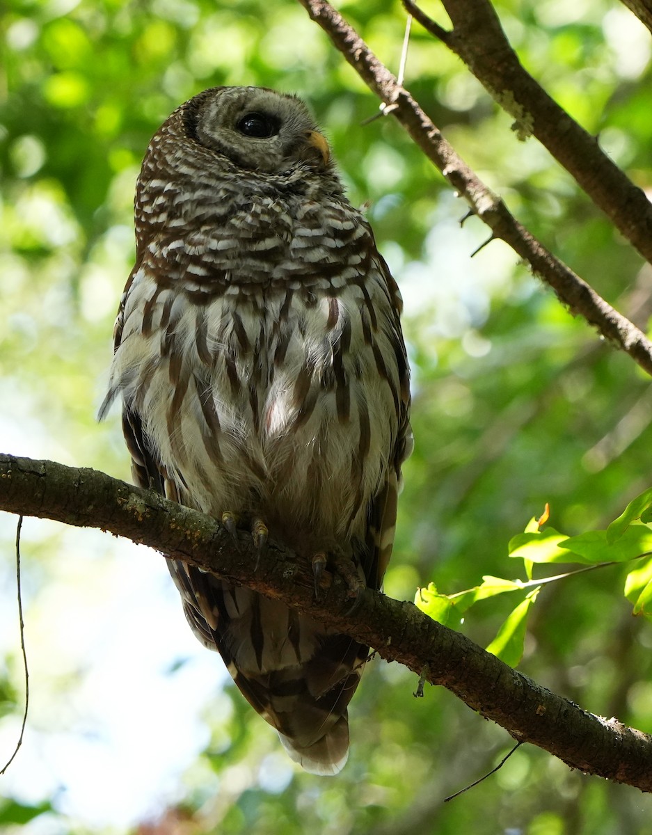 Barred Owl - ML620012613