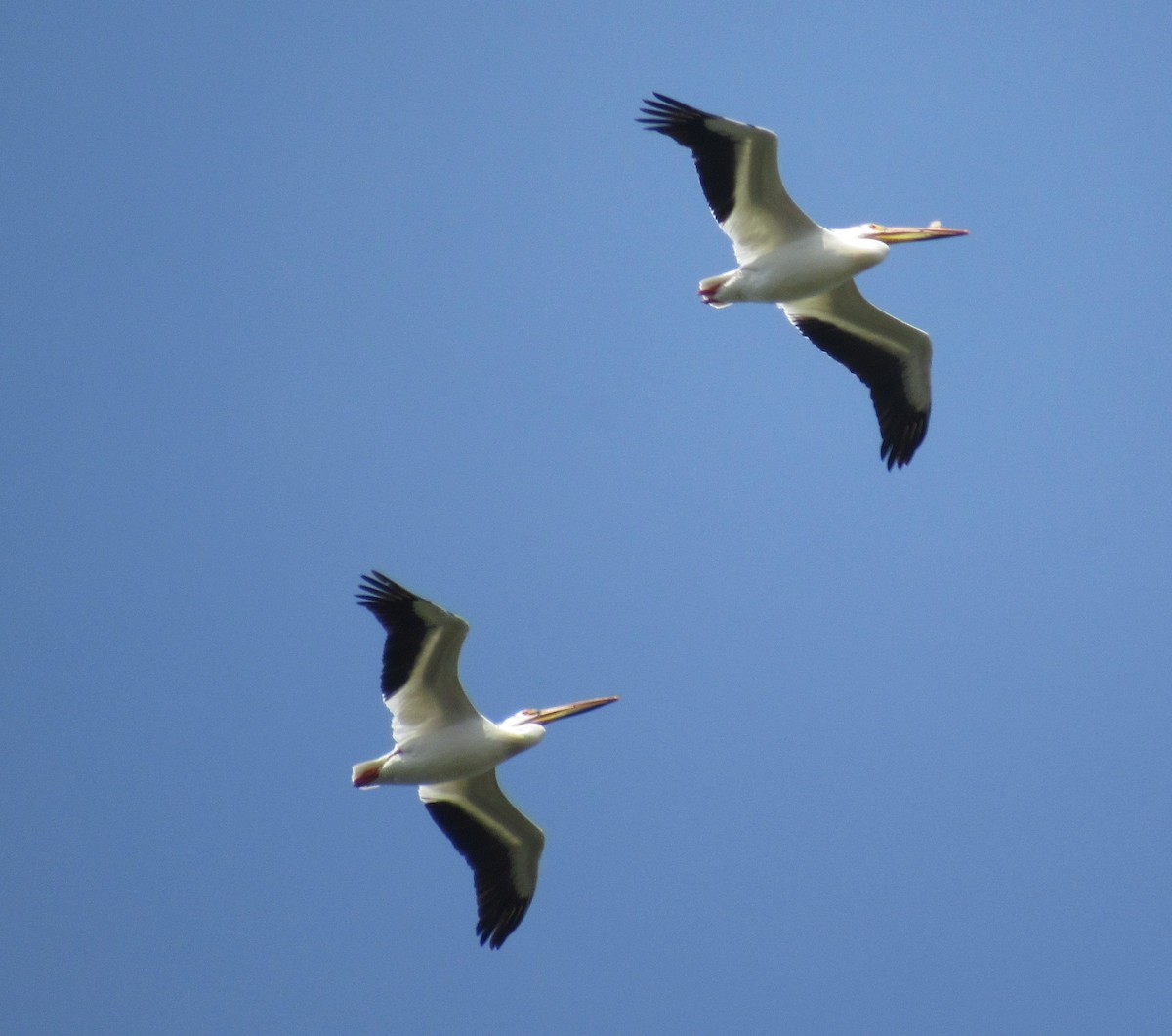 pelikán severoamerický - ML620012620