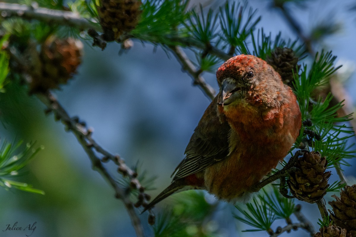 Red Crossbill - ML620012621