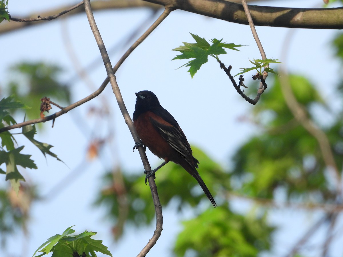 Orchard Oriole - ML620012622