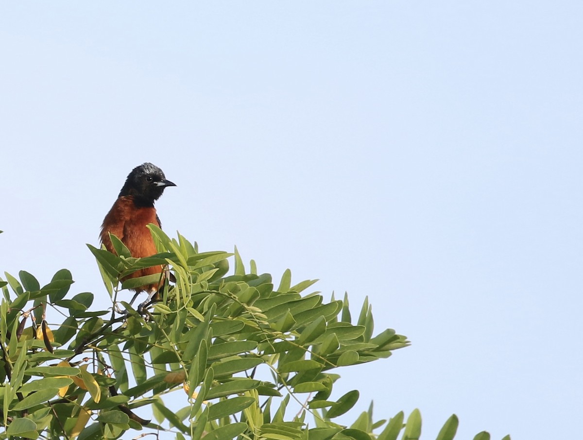Orchard Oriole - ML620012629