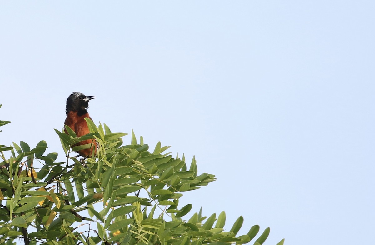 Orchard Oriole - ML620012630