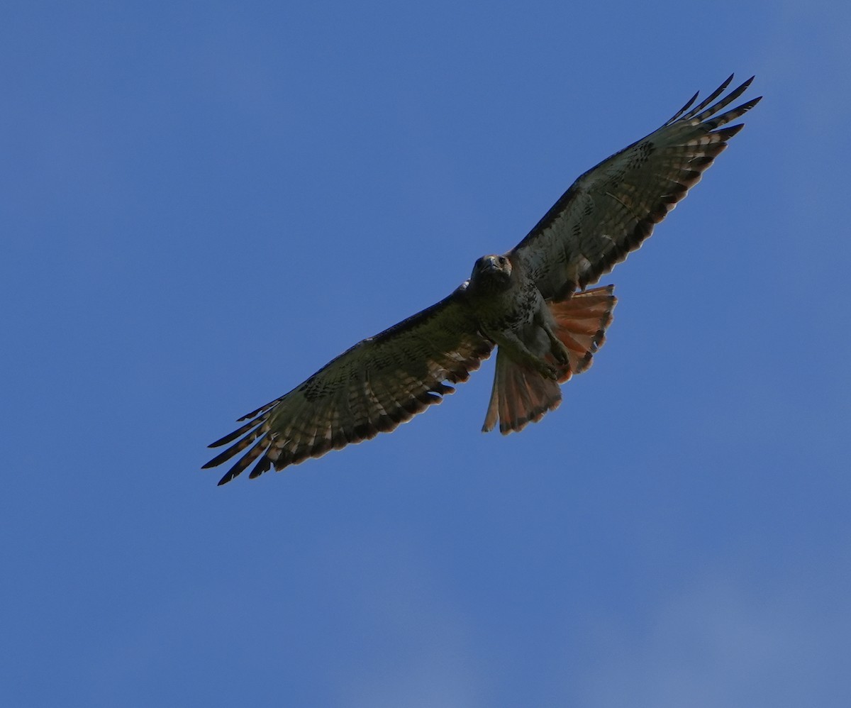 Red-tailed Hawk - ML620012641