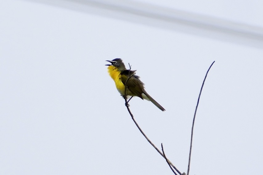 Yellow-breasted Chat - ML620012670