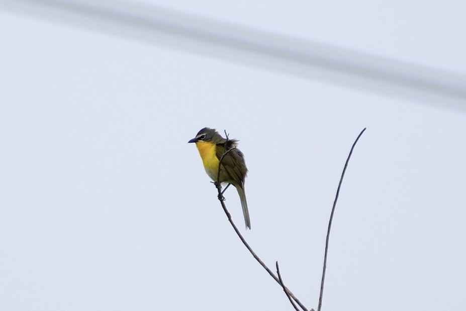 Yellow-breasted Chat - ML620012671