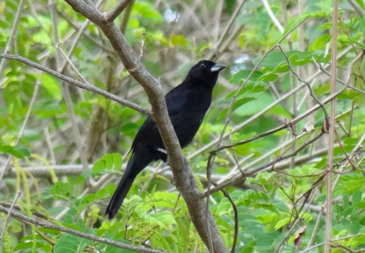 White-lined Tanager - ML620012675