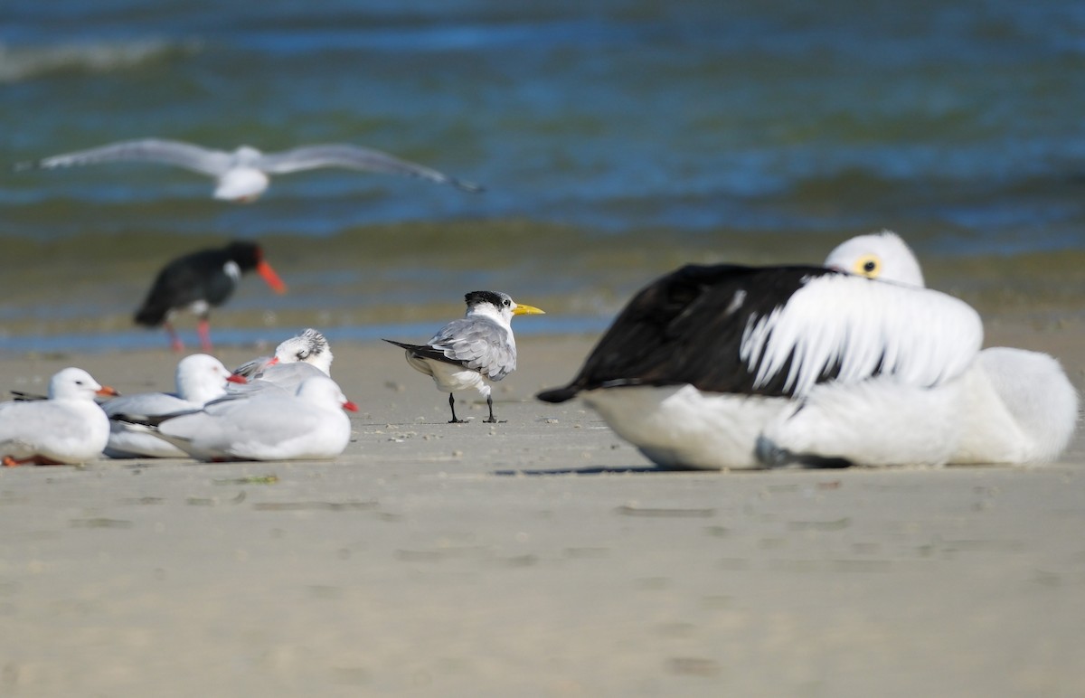 Great Crested Tern - ML620012683