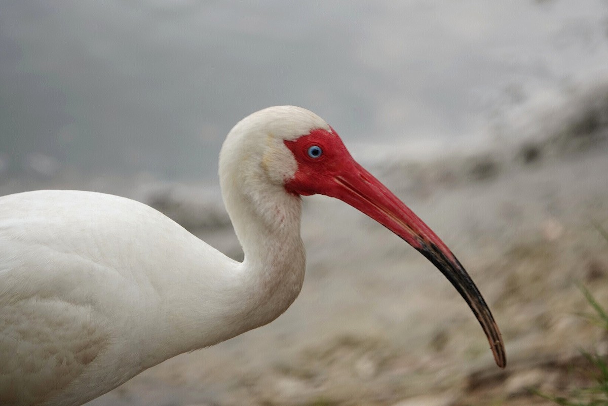 White Ibis - ML620012688