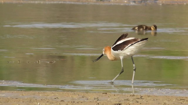 Avocette d'Amérique - ML620012697