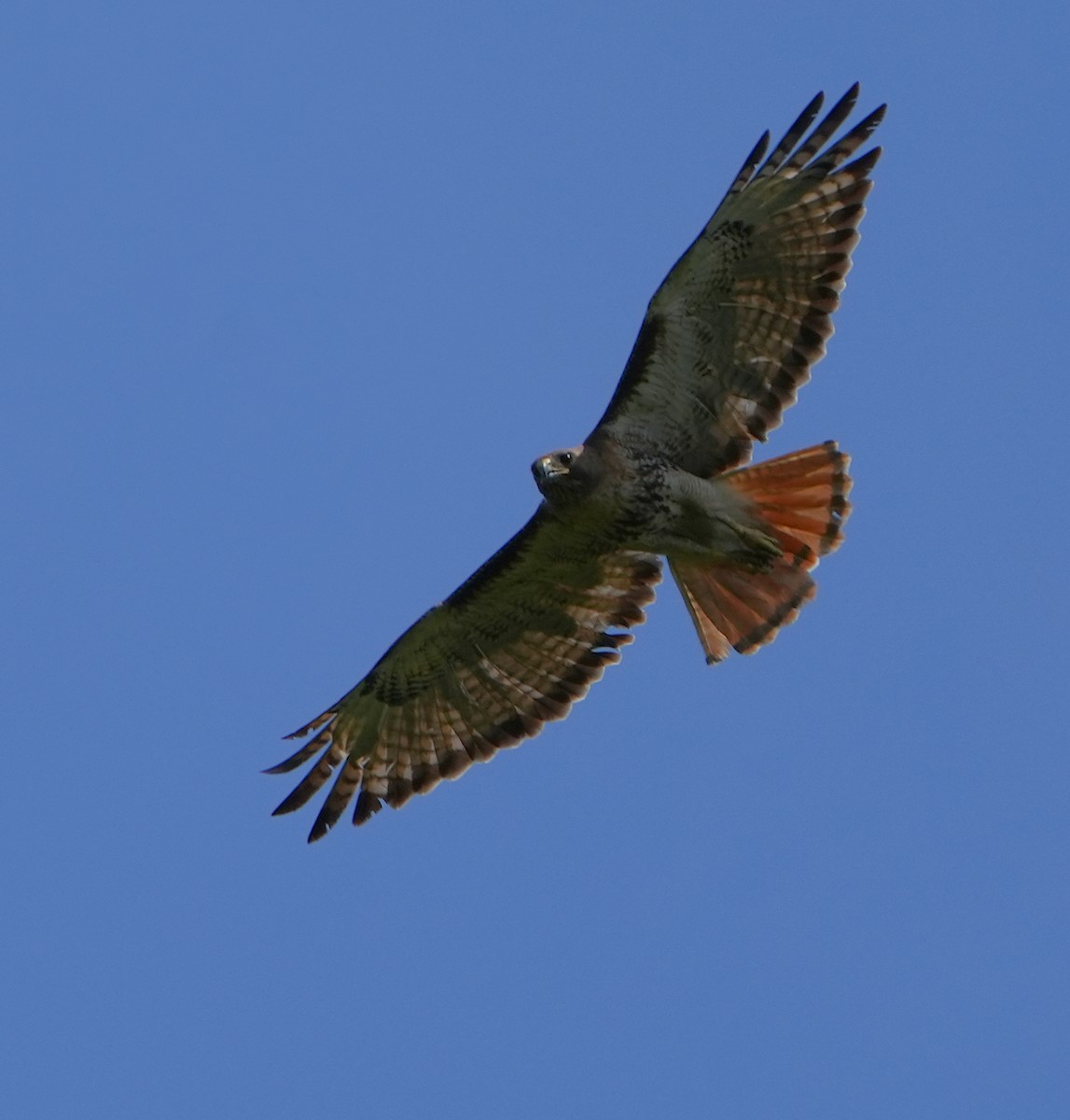 Red-tailed Hawk - ML620012706