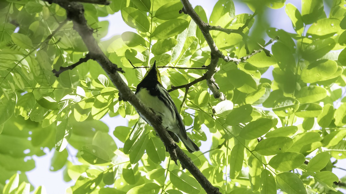 Black-throated Green Warbler - ML620012709