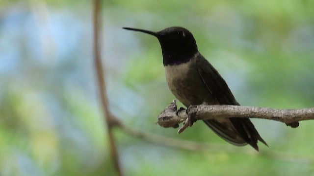 Black-chinned Hummingbird - ML620012721