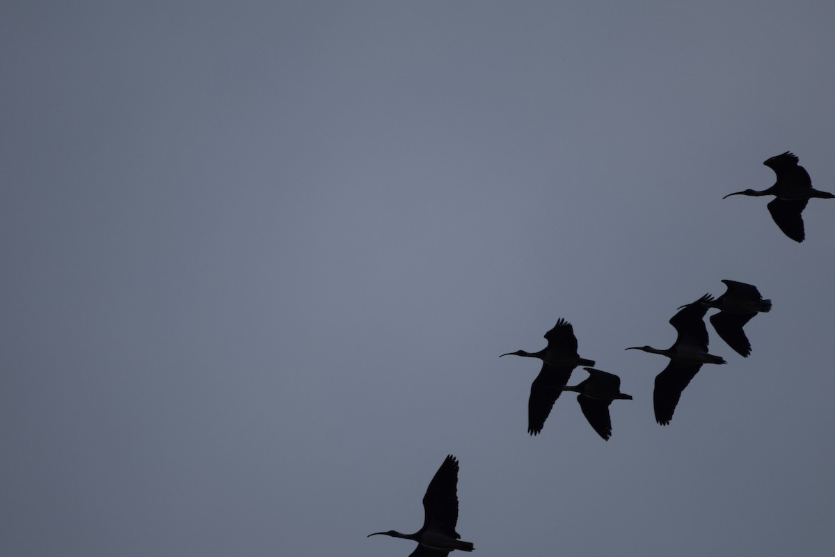 ibis slámokrký - ML620012725