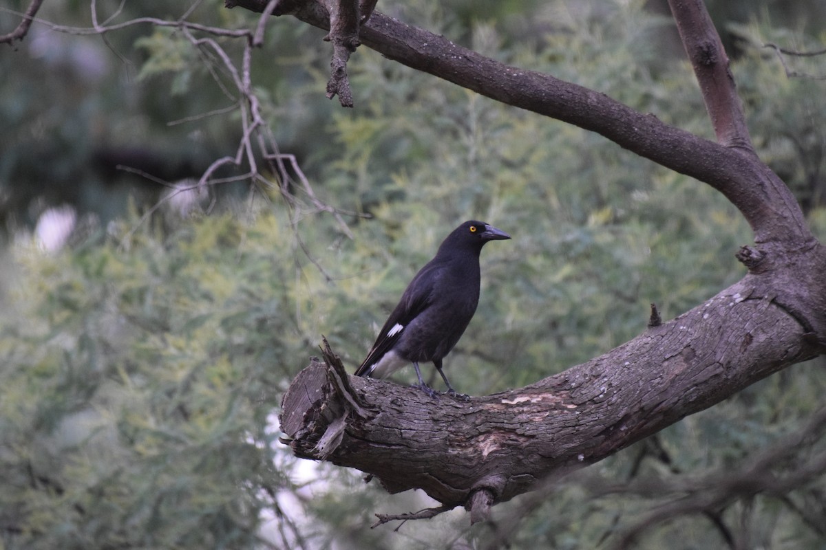 Pied Currawong - ML620012746