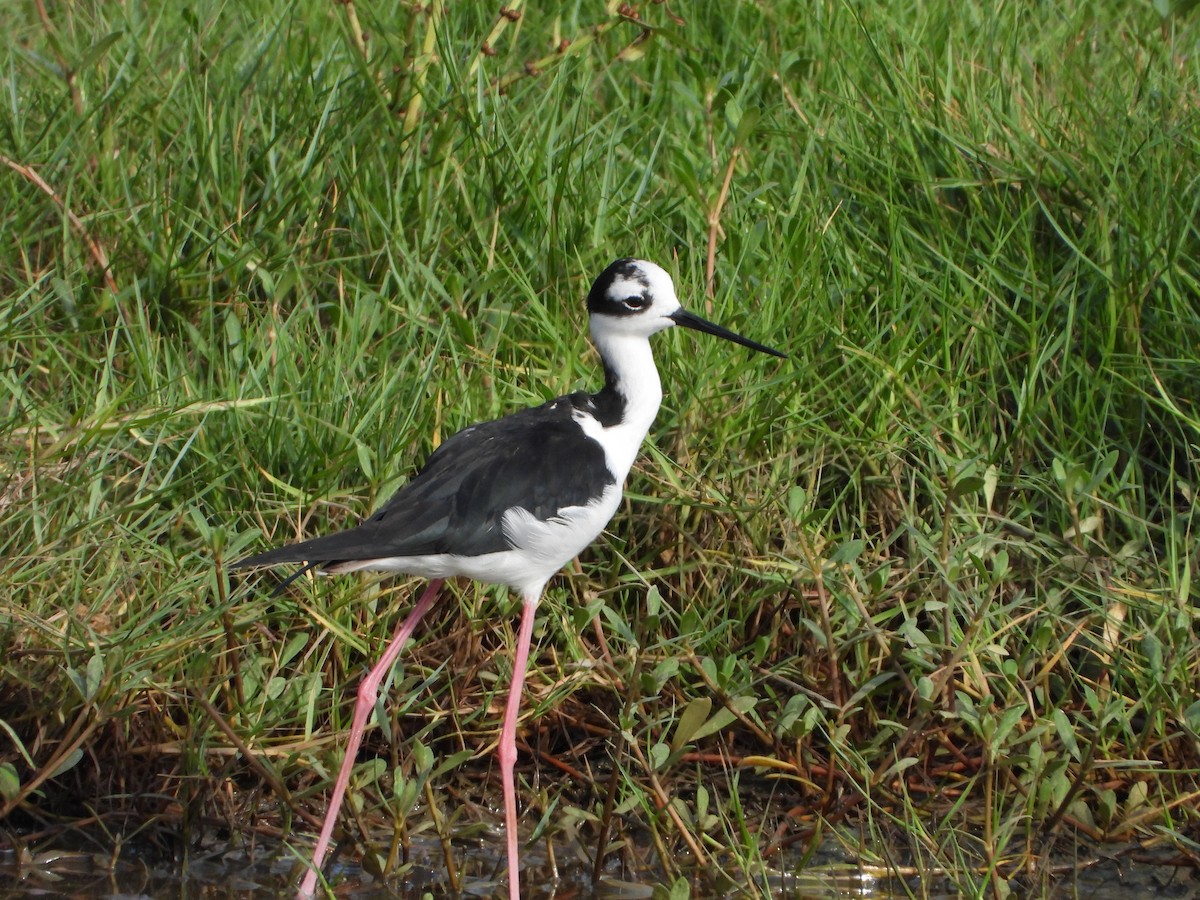 Black-necked Stilt - ML620012783