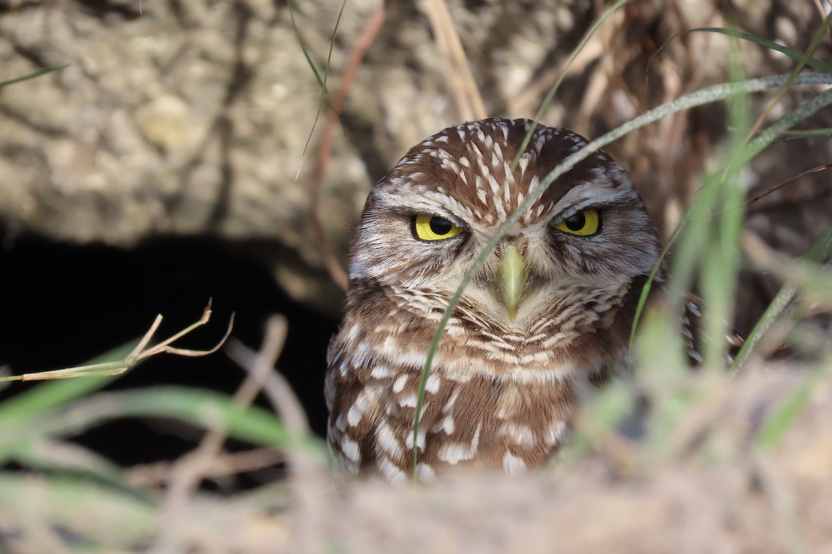 Burrowing Owl (Florida) - ML620012791