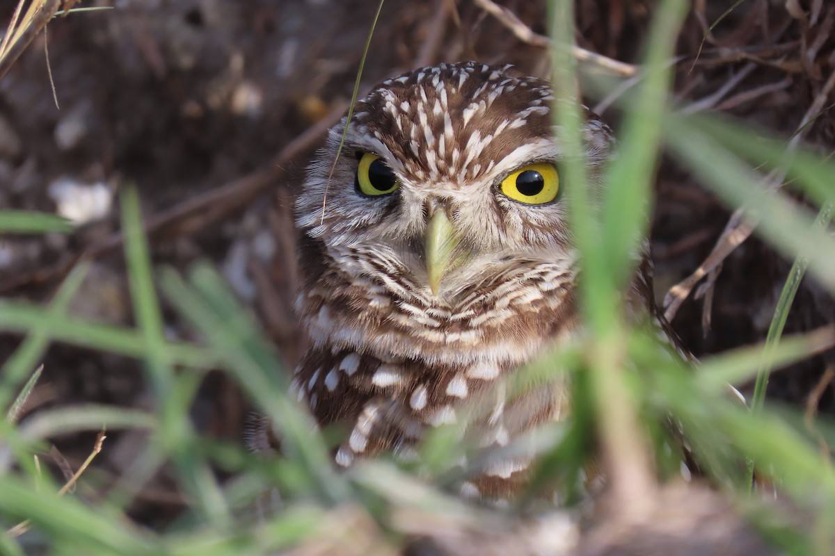 Burrowing Owl (Florida) - ML620012792