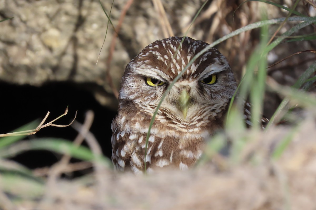 Burrowing Owl (Florida) - ML620012794