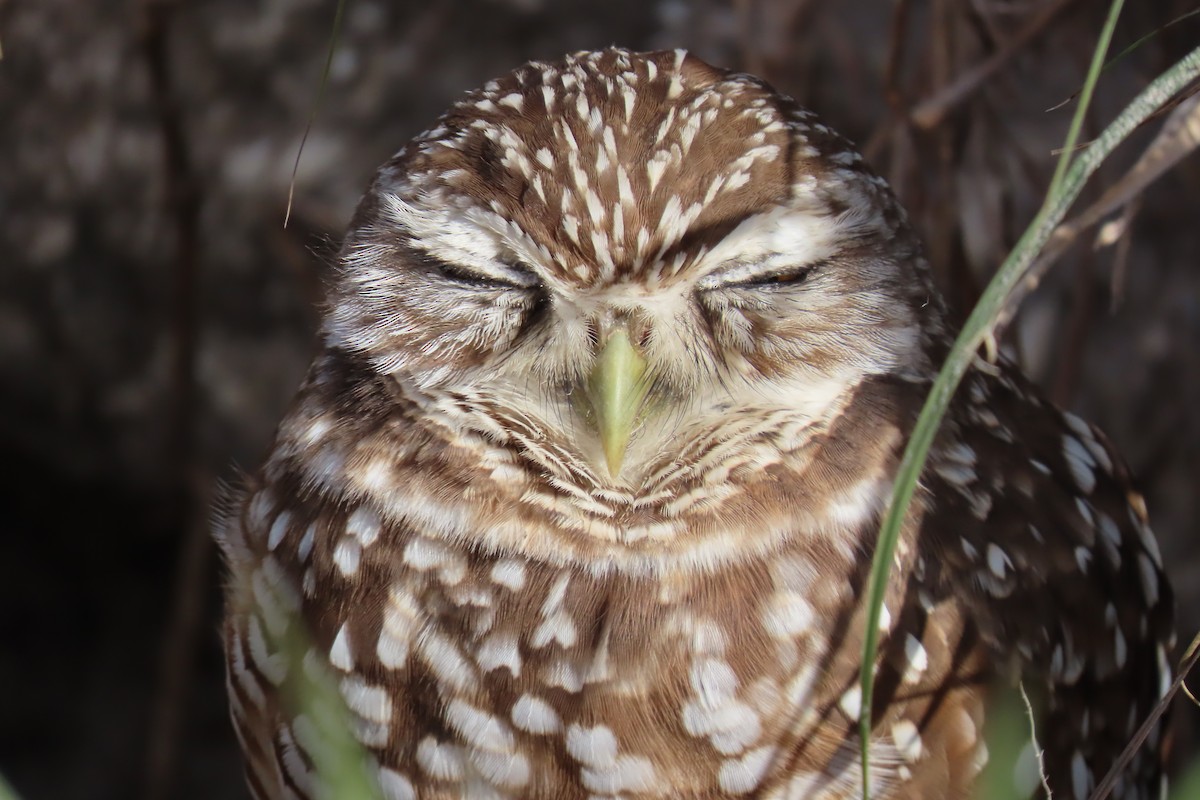 Burrowing Owl (Florida) - ML620012795