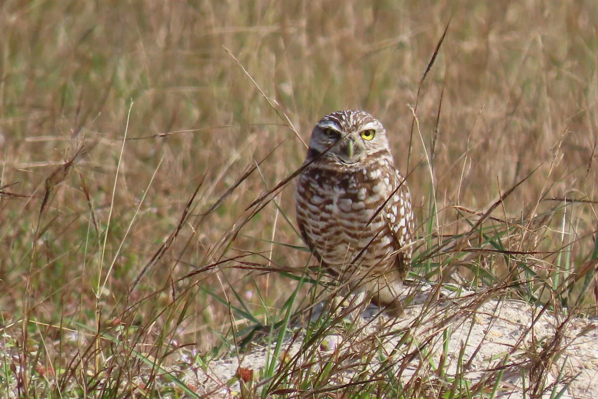 Burrowing Owl (Florida) - ML620012797
