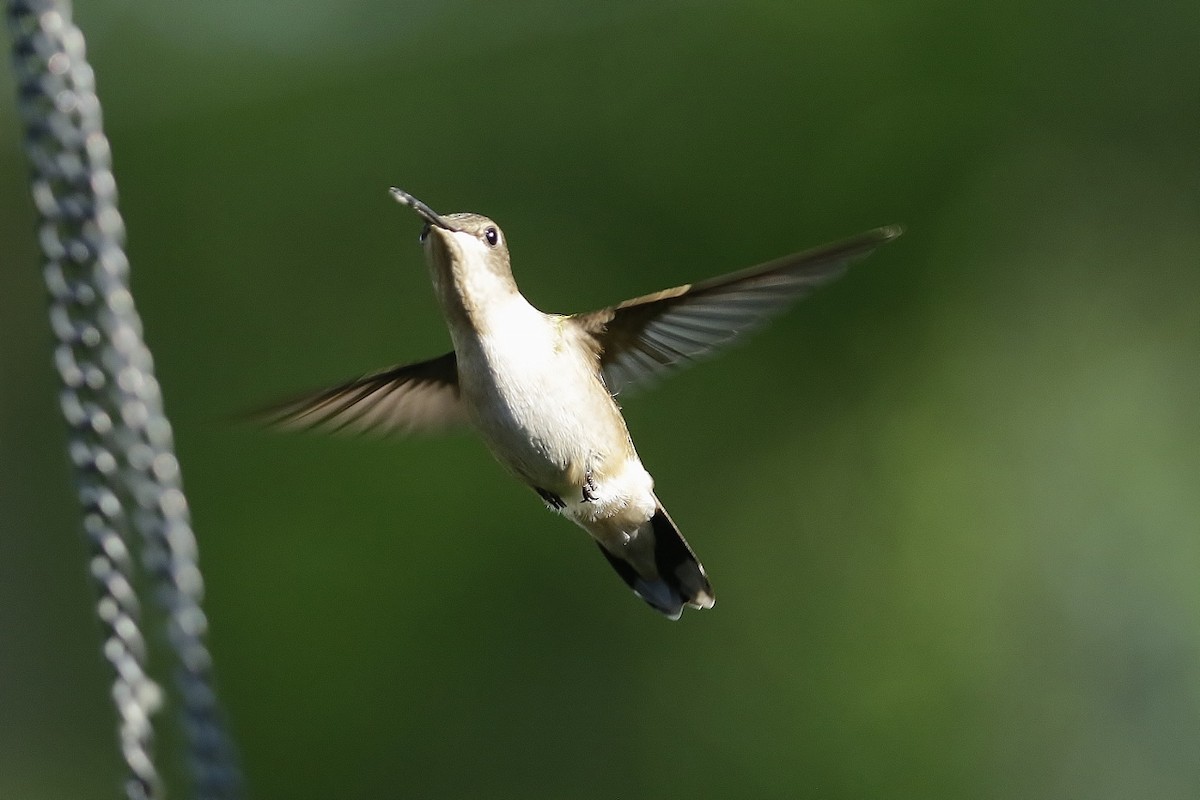 Ruby-throated Hummingbird - ML620012798