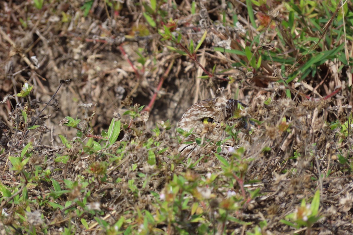 Burrowing Owl (Florida) - ML620012799