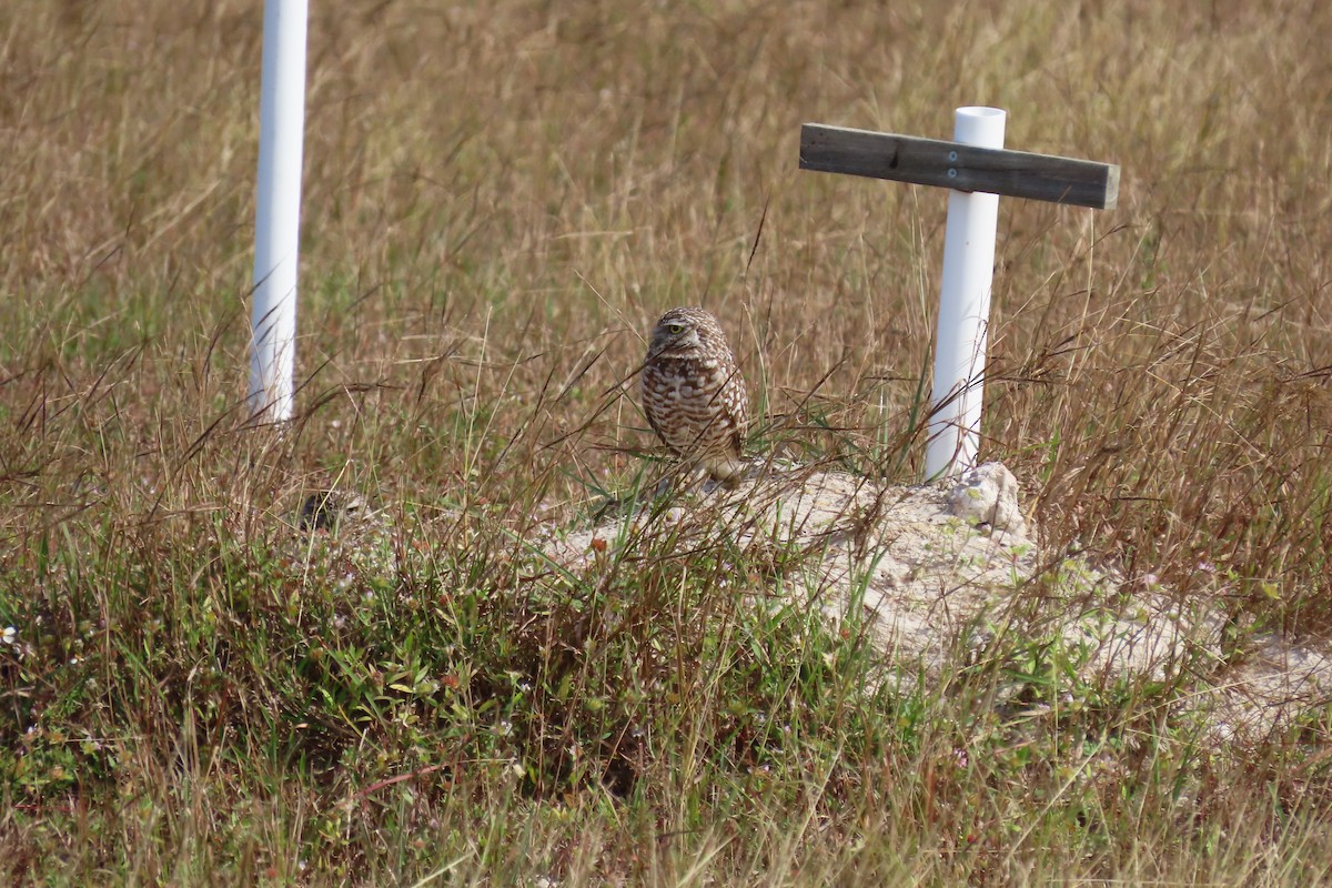 Burrowing Owl (Florida) - ML620012801