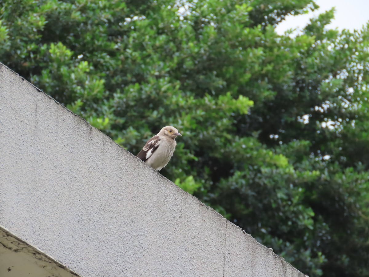 黑領椋鳥 - ML620012823