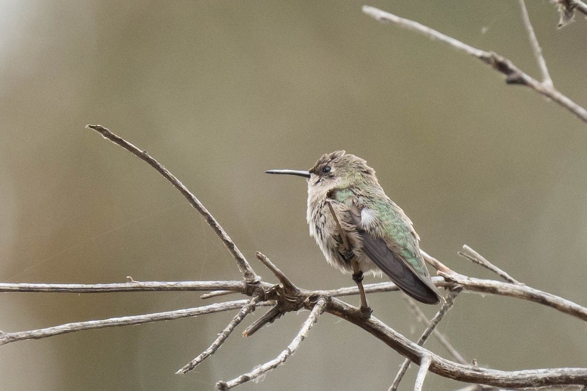 Black-chinned Hummingbird - ML620012825