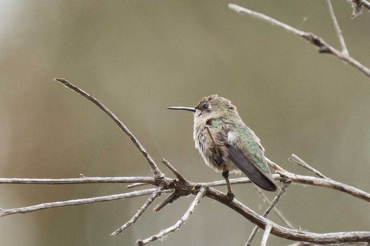 Colibrí Gorjinegro - ML620012825