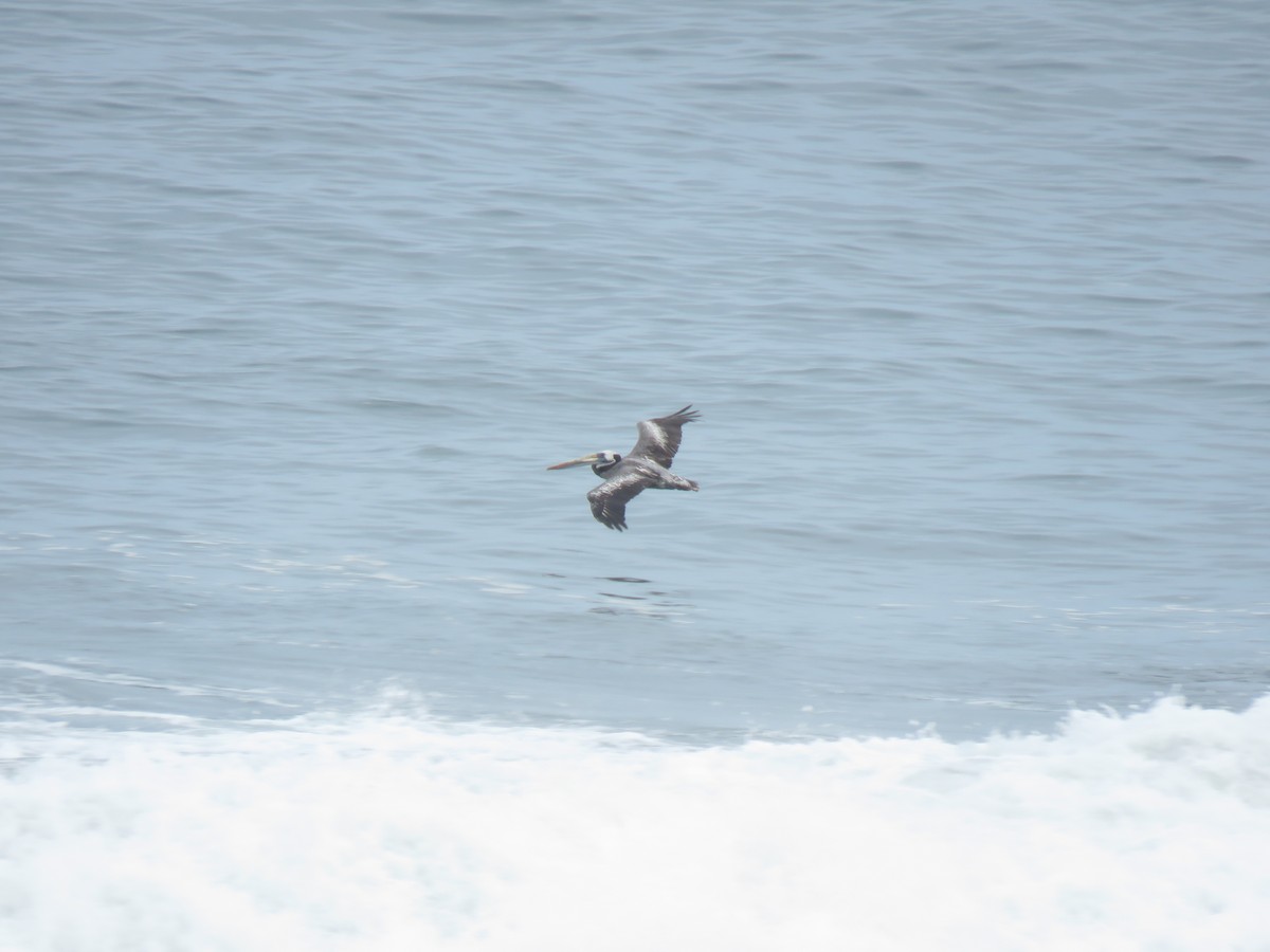 pelikán chilský - ML620012827